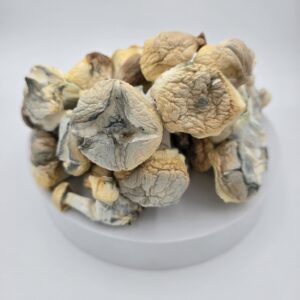 Iceberg Magic Mushrooms 🍄